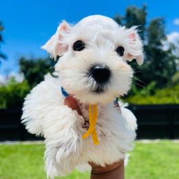 Boy-Yellow - White male Miniature Schnauzer puppy in Lehigh Acres, Florida from Regency Schnauzer