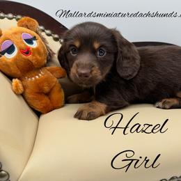 Hazel - Chocolate and tan female Dachshund puppy in Montevallo, Alabama from Mallard's Miniature Dachshunds