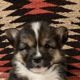 Franky - Black and tan male American Corgi puppy in Los Lunas, New Mexico from Blue Diamond Welsh corgis