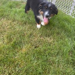 Australian Shepherd Puppies from LIT Aussies