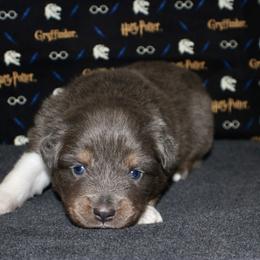 Australian Shepherd, Miniature American Shepherd, Miniature Australian Shepherd, and Toy Australian Shepherd Puppies from HP Aussie Kennels