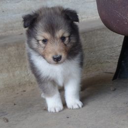 Shetland Sheepdog Puppies from September Morning Shelties