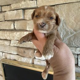 Chardonnay - Red female Cockapoo puppy in Connersville, Indiana from MoonShine Babies