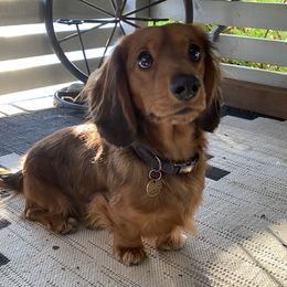 Cooper - Dachshund