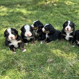 Bernese Mountain Dog Puppies from Acorn Hill Bernese