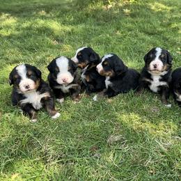 Bernese Mountain Dog Puppies from Acorn Hill Bernese