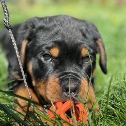 Rottweiler Puppies from Vom Hause Stan