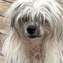 Dash - Sable Chinese Crested puppy in Pinedale, Arizona from Aradia