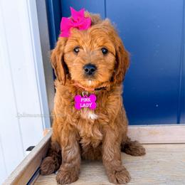 Pink lady - Red  female Goldendoodle puppy in West Haven, Utah from Split Mountain Doodles