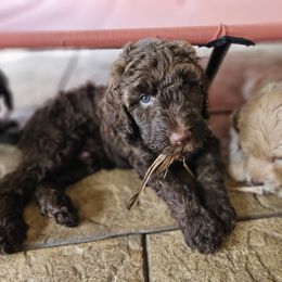 Blue- boy - Chocolate Goldendoodle puppy in Port Saint Lucie, Florida from Lucie Doodles FL