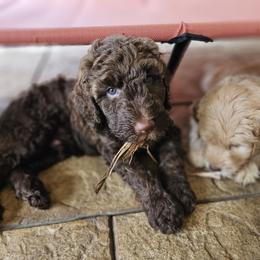 Blue- boy - Chocolate Goldendoodle puppy in Port Saint Lucie, Florida from Lucie Doodles FL