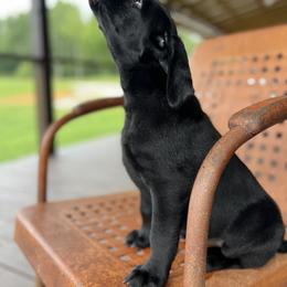 Labrador Retriever Puppies from UC Labradors