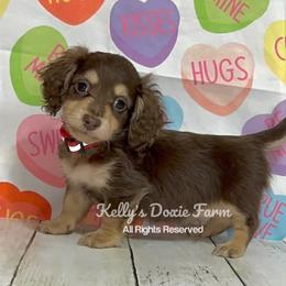 Boy 1 - Chocolate and cream male Dachshund puppy in Cleveland, Tennessee from Kelly's Doxie Farm