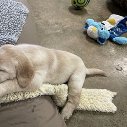 Labrador Retriever Puppies from Pea Ridge Labradors