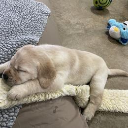 Labrador Retriever Puppies from Pea Ridge Labradors