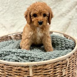 Dolly - Red female Cavapoo puppy in Austin, Texas from Doodles of Central Texas