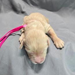 Chrissy - Cream female Goldendoodle puppy in Georgetown, Tennessee from Georgetown designer and purebred puppies