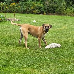 Black Mouth Cur All Grown Up from Shipman Black Mouth Curs