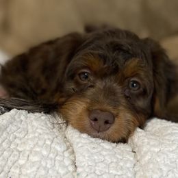 Girl 1 - Red phantom Aussiedoodle puppy in Cross Plains, Tennessee from Cross-Tied Farm Aussiedoodles
