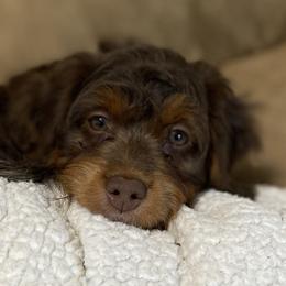 Girl 1 - Red phantom Aussiedoodle puppy in Cross Plains, Tennessee from Cross-Tied Farm Aussiedoodles
