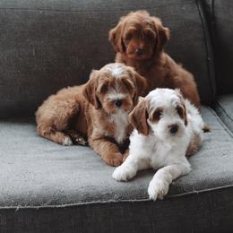 Goldendoodle Puppies from Peach and Honey Doodles