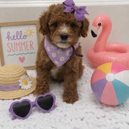 Purple bow - Red female Cavapoo puppy in Waskom, Texas from Pearls & Curls doodles & poodles