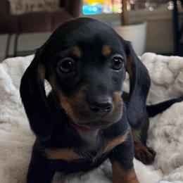 Zoey - Black and tan female Dachshund puppy in Wallingford, Kentucky from Hensley Homestead Dachshunds
