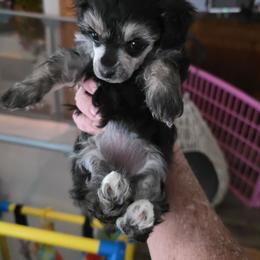 Tiny Mazie - Phantom female Poodle puppy in Wittmann, Arizona from Marlees Puppies 1
