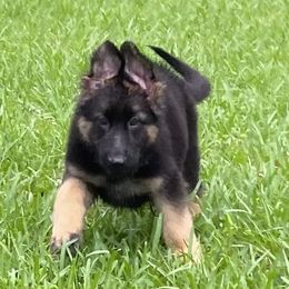 German Shepherd Puppies from Vom Furstenhund