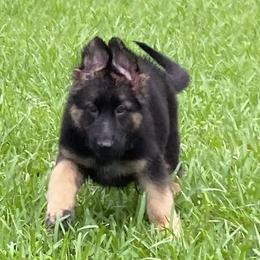 German Shepherd Puppies from Vom Furstenhund