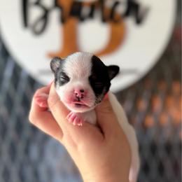Bud - Black and tan male Chihuahua puppy in Harrison, Michigan from Cloud9 Chihuahuas