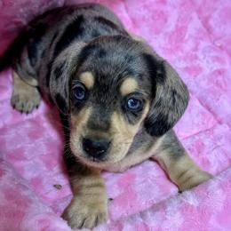 Bentley - Black and cream male Dachshund puppy in Salem, Oregon from Longdox Mini Dachshunds