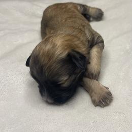 Billie - Wheaten female Miniature Schnauzer puppy in Brundidge, Alabama from Deez Pups Magnificent Schnauzers