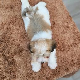 Cavachon, Cavalier King Charles Spaniel, Cavapoo, and Havanese Puppies from Peaks Pups & Cavachon Love Chocolate Cavaliers, Cavaliers, Cavachon’s, Cavapoos & Havanese