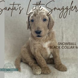Snowball - Cream male Goldendoodle puppy in Inez, Texas from Heavenly H Doodles