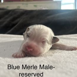 Boy 3 - Blue merle Australian Shepherd puppy in Salem, Oregon from Cherry City Kennels