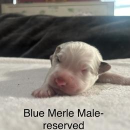 Boy 3 - Blue merle Australian Shepherd puppy in Salem, Oregon from Cherry City Kennels