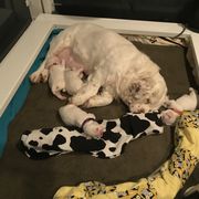 Clumber Spaniel Puppies from Lake Desire Clumber Spaniels