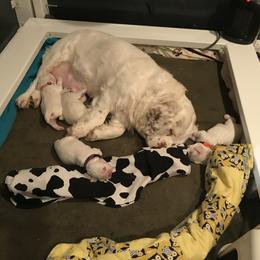 Clumber Spaniel Puppies from Lake Desire Clumber Spaniels
