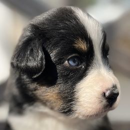 Australian Shepherd puppies from J&J Aussies