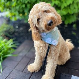 Goldendoodles from Goldendoodles by Design