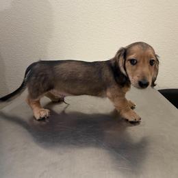 Peanut - Cream male Dachshund puppy in Tahlequah, Oklahoma from Quick Little Dachshunds