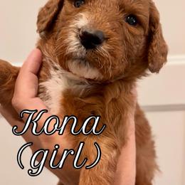 Orange - Red  female Goldendoodle puppy in Guntersville, Alabama from Carefree Goldendoodles