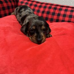 Purple - Dapple female Dachshund puppy in Odessa, Texas from K9 Royal Club