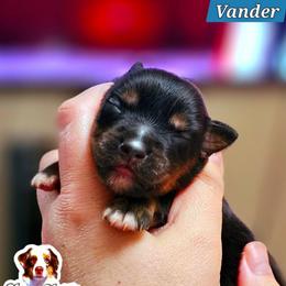 Vander - Black tri male Miniature Australian Shepherd puppy in Punta Gorda, Florida from Christie's Creekside Aussies
