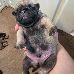 Gold - Fawn male Pug puppy in Rutherfordton, North Carolina from Sweetie Pie Pugs