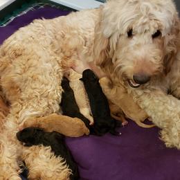 Goldendoodle Puppies from Pampered Paws Pet Massage / Jaynie's Pack of Doodles
