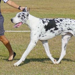 Great Danes from Liberty Danes
