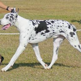 Great Danes from Liberty Danes