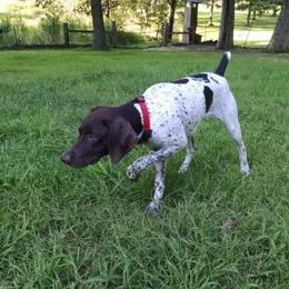 German Shorthaired Pointer All Grown Up from Point to Point Kennels